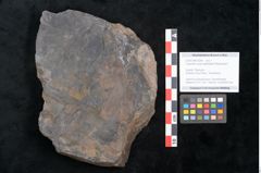 Foto (Objekt + Etikett) von Cupanites novae zeelandiae Ettingshausen (NHMW-GEO-2024-0188-10249)